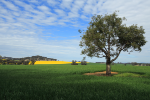 General Practitioner Jobs Australia | Central West, NSW | People Medical.